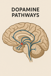 Dopamine pathways in the brain showing motivation and reward circuits