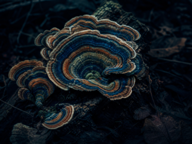 Turkey tail mushroom trametes versicolor on dark forest floor