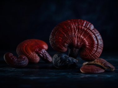 Reishi mushroom with dramatic cinematic lighting on dark background