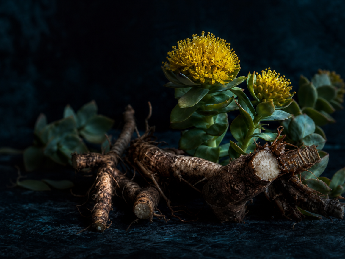 Rhodiola rosea benefits for stress and mental fatigue