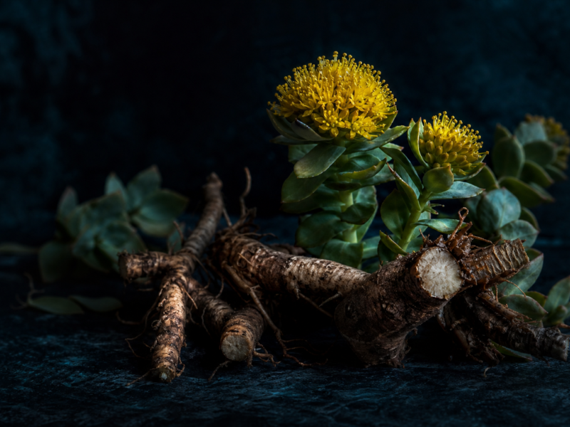Rhodiola rosea benefits for stress and mental fatigue