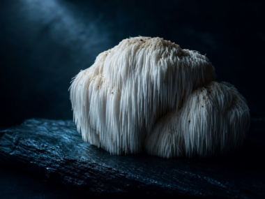 Lion's mane mushroom with white cascading tendrils on dark slate
